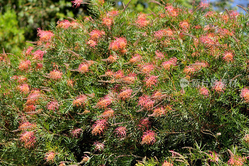 Grevillea Banksii /红色丝滑橡木花